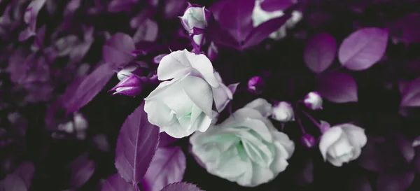 Krásná Zahrada Rostlinami Květinami Romantické Jemné Květinové Pozadí — Stock fotografie