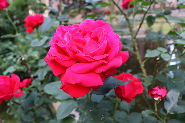 花园里美丽的红玫瑰 浪漫的花朵背景 精致的玫瑰壁纸 — 图库照片