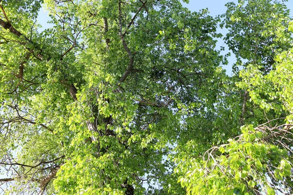 Прекрасний Літній Сезон Тлі Пейзаж Зеленим Листям Гілках Дерев — стокове фото