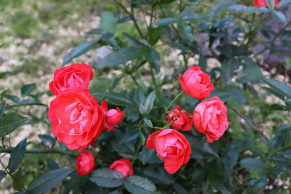 美丽的花背 红色的灌木花 精致的花朵背景 — 图库照片
