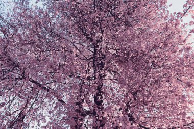 Büyük bir ağacı olan güzel bir arka plan. Yaprak dokusu