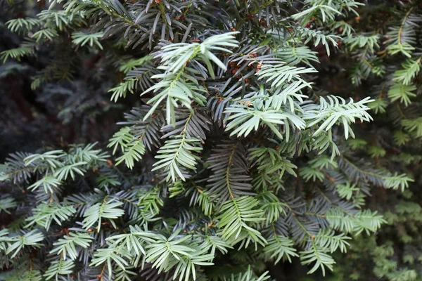 クリスマスの背景のための美しい緑のモミの木 自然壁紙 — ストック写真