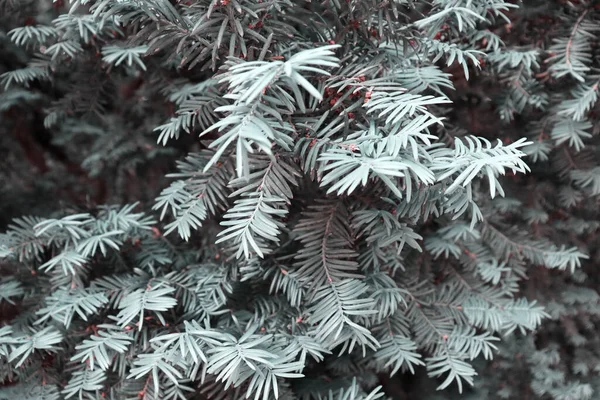 Noel Arkaplanı Için Güzel Yeşil Köknar Ağacı Doğa Duvar Kâğıdı — Stok fotoğraf