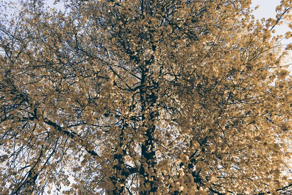 Prachtige Natuur Achtergrond Met Grote Boom Bladeren Textuur — Stockfoto