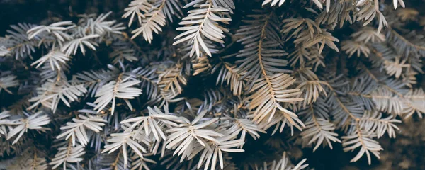 Vacker Grön Gran För Jul Bakgrund Natur Tapet — Stockfoto