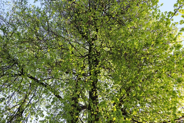 Чудове Природне Тло Великим Деревом Зелене Листя Текстури — стокове фото