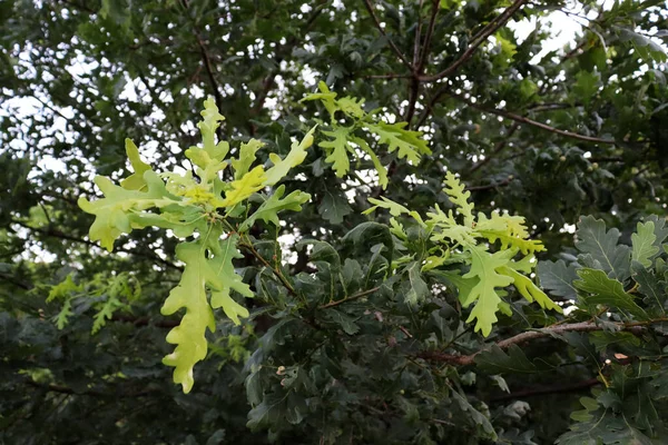 Hermosa Textura Hojas Verdes Fondo Natural Con Roble — Foto de Stock