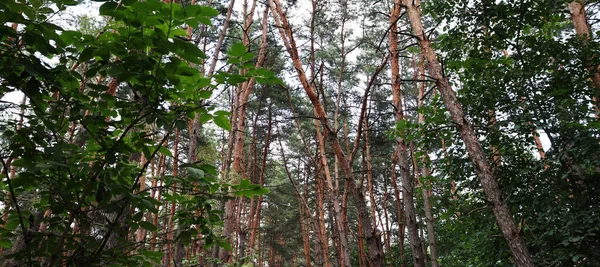 緑の松の木と美しい自然景観の背景 松林の背景 — ストック写真