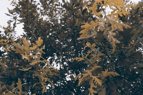 Прекрасний Фон Дубового Лісу Зелений Дубовий Гай Зеленим Листям — стокове фото