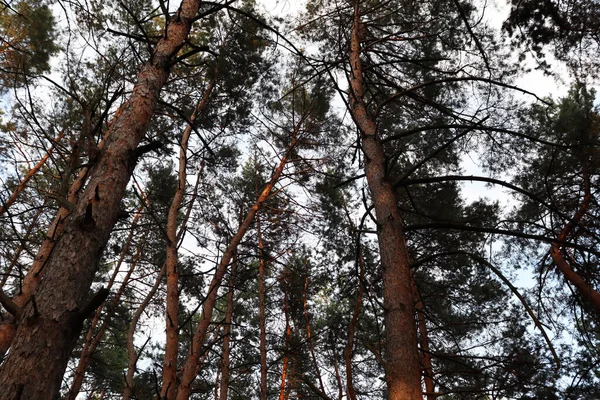 Όμορφη Φύση Γραφικό Σκηνικό Τοπίο Πευκοδάσους Φόντο Πεύκων — Φωτογραφία Αρχείου