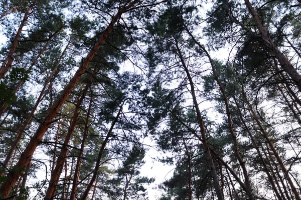 Зелений Сосновий Лісовий Фон Красиві Натуральні Мальовничі Шпалери — стокове фото