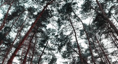 Yeşil çam ormanı. Güzel doğa manzaralı duvar kağıdı