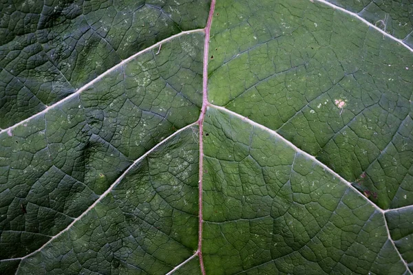 Beautiful Macro Burdock Texture Plant Leaf Background Nature Wallpaper — Stock Photo, Image
