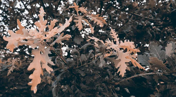 Гарна Текстура Зеленого Листя Природний Фон Дубовим Деревом — стокове фото