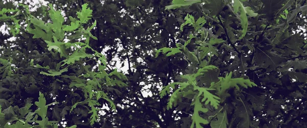 Прекрасний Фон Дубового Лісу Зелений Дубовий Гай Зеленим Листям — стокове фото