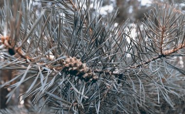 Beautiful pine forest nature backdrop. Branch with cone and needles background