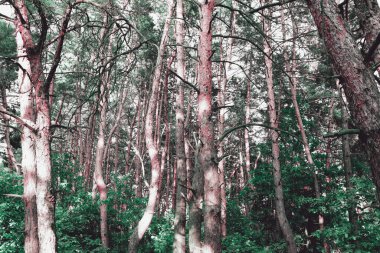 Ormanda güzel bir yaz günü. Doğal manzara duvar kâğıdı. Çam ağacı dokusu