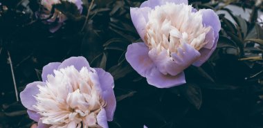 Afiş konsepti için güzel narin şakayıklar çiçek açar. Romantik doğa duvar kağıdı