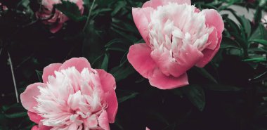 Afiş konsepti için güzel narin şakayıklar çiçek açar. Romantik doğa duvar kağıdı