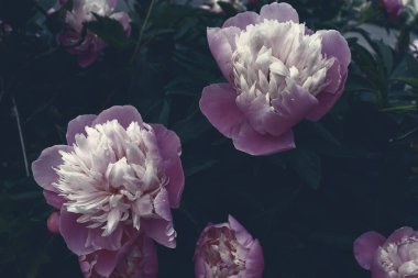 Afiş konsepti için güzel narin şakayıklar çiçek açar. Romantik doğa duvar kağıdı