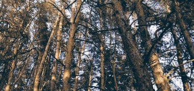 Çam ormanında yaz gününde güzel bir doğa sahnesi. Peyzaj arkaplanı