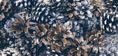 Çam kozalaklı ve iğneli doğa arka planı. Orman dokusu