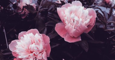 Afiş konsepti için güzel narin şakayıklar çiçek açar. Romantik doğa duvar kağıdı