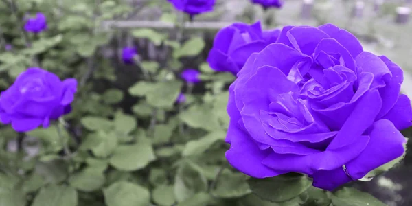 Fondo Naturaleza Romántica Con Flores Rojas Jardín Fondo Flores —  Fotos de Stock