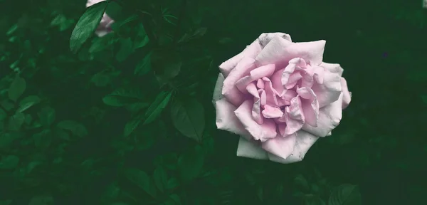 Hermoso Fondo Flores Delicadas Rosas Jardín Romántico —  Fotos de Stock