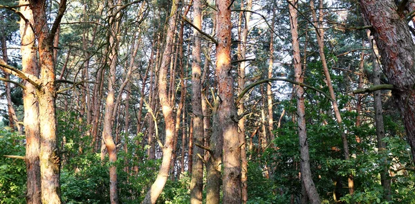 Прекрасний Літній День Лісі Природні Ландшафтні Шпалери Текстура Соснових Лісів — стокове фото