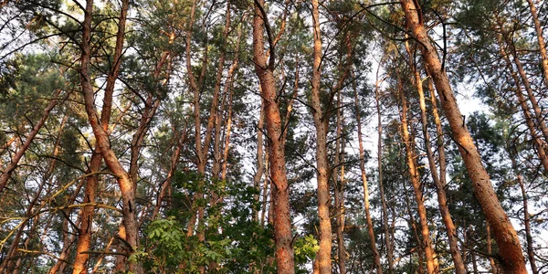 Шпалери Природи Прекрасний Літній День Сосновому Лісі Фон Соснових Лісів — стокове фото
