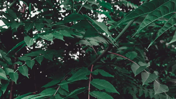 Прекрасний Фон Природи Лісовий Фон Листям Гілками — стокове фото