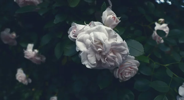 Belles Fleurs Délicates Dans Jardin Romantique Sombre Contexte Naturel — Photo
