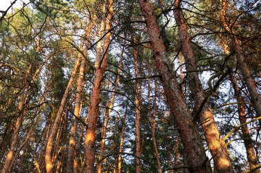 Çam ormanında yaz gününde güzel bir doğa sahnesi. Peyzaj arkaplanı