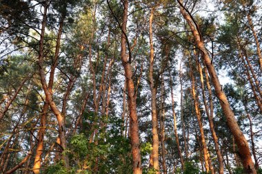 Doğa duvar kağıdı. Çam ormanında güzel bir yaz günü. Çam ağacı arka planı