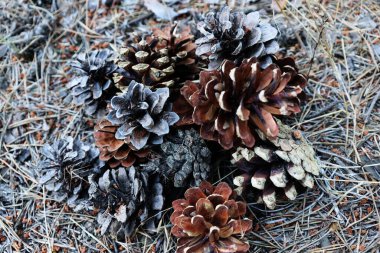 Kozalaklı ve iğneli güzel çam ormanları. Doğa duvar kâğıdı