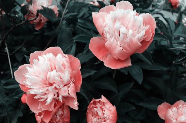 Afiş konsepti için güzel narin şakayıklar çiçek açar. Romantik doğa duvar kağıdı