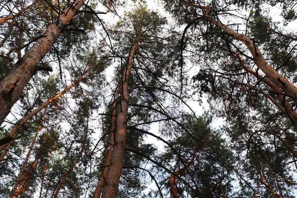 Прекрасний Літній Фон Сосновим Лісом Зелений Пейзаж Шпалери — стокове фото