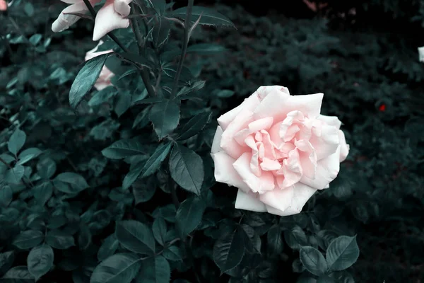 美丽的花朵背景 浪漫花园中精致的玫瑰 — 图库照片