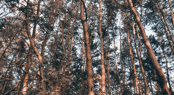Шпалери Природи Прекрасний Літній День Сосновому Лісі Фон Соснових Лісів — стокове фото