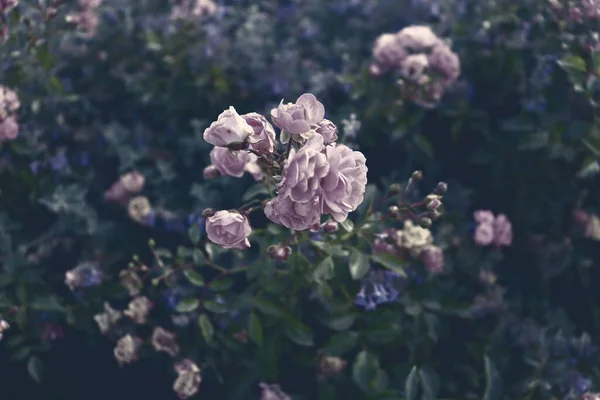 Gyönyörű Romantikus Virágok Tapéta Színes Kert Növények Háttér Virág Levelek — Stock Fotó
