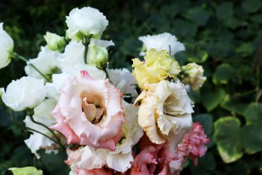 Güzel renkli çiçek arkaplanı. Romantik çiçek arkaplanı