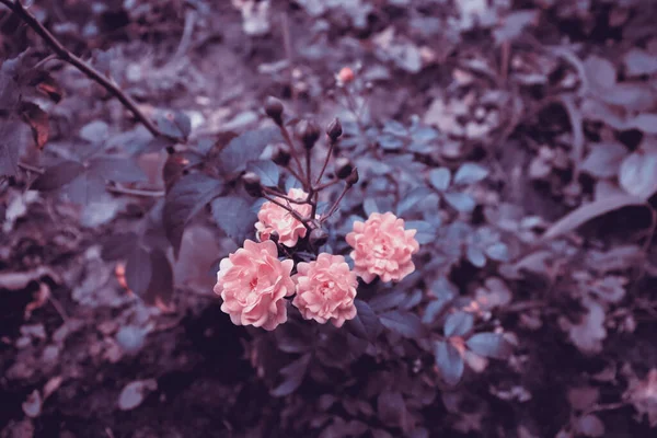 Krásná Příroda Malebné Pozadí Růžovou Květinou Pro Banner Koncept — Stock fotografie