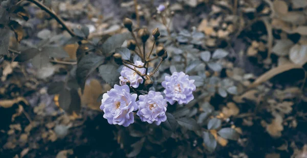 Piękna Przyroda Malownicze Tło Dowcip Kwiat Dla Baner Koncepcja — Zdjęcie stockowe