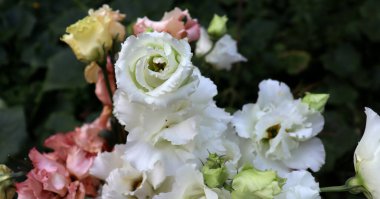 Bahçedeki güzel renkli narin çiçekler. Doğanın bitki örtüsü