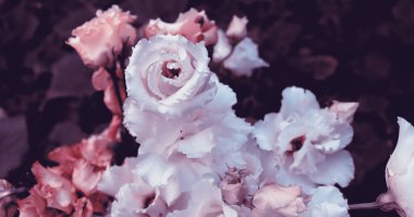 Bahçedeki güzel renkli narin çiçekler. Doğanın bitki örtüsü