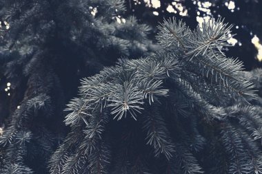 Güzel yeşil köknar ağacı dokusu. Tatil geçmişi için sanat tasarımı dekoru. Doğa zemin