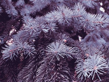 Güzel yeşil köknar ağacı dokusu. Tatil geçmişi için sanat tasarımı dekoru. Doğa zemin