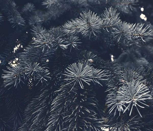 아름다운 전나무 디자인은 배경을 장식이다 자연의 — 스톡 사진