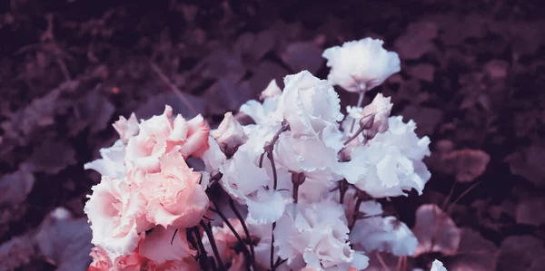 Buquê Romântico Com Flores Coloridas Belo Jardim Com Flor Delicada — Fotografia de Stock